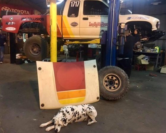 A dalmatian lies on the floor of an auto repair shop in front of a truck hood, with an off-road race truck lifted on a hydraulic hoist in the background.
